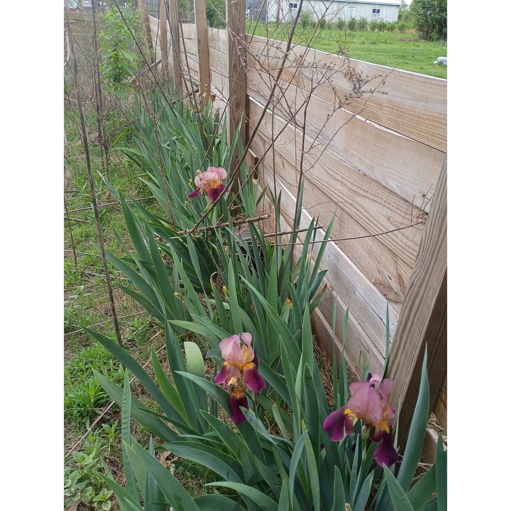 Bearded Iris Rhizomes 'Indian Chief' Zone 3-10 Dug Per Order - Picture 2 of 2